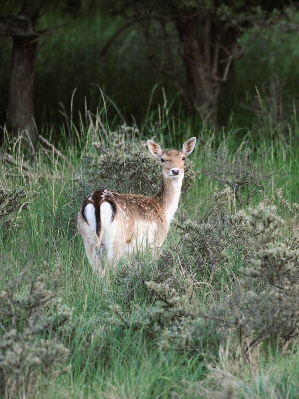 Fleisch vom Damwild Hof Jaeger